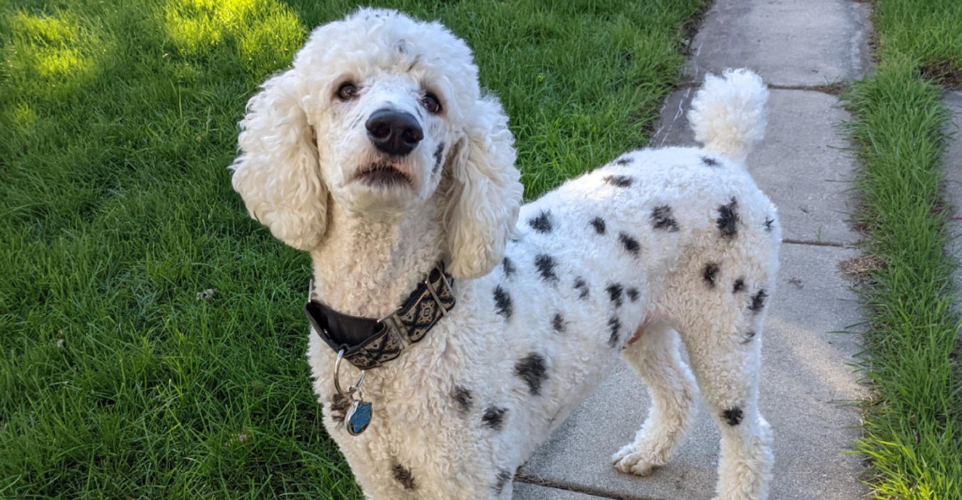 Which 10 Dog Breeds Are Poor Matches for Poodles
