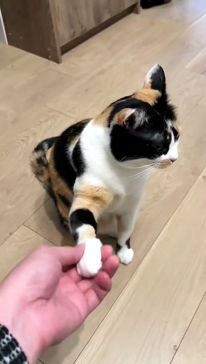 When a Kitten Gives You a Handshake 🥺🐾