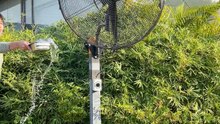 Mingletec BLDC industrial wall fan with switch #mingletec #BLDC #industrialfan #wallfan #switch #factory #warehouse #outdoor #manufacturer #fyp
