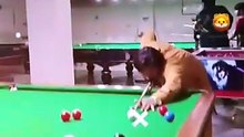 “یہ Shot آپ کو حیران کر دے گا 😲🎱”