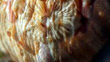 One Mushroom Causes Identical Hallucinations