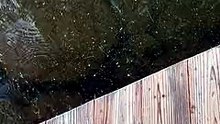 2499611-sd_240_426_30fps.mp4