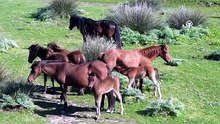 Kızılırmak Deltası'nın zenginliği: Yılkı atları