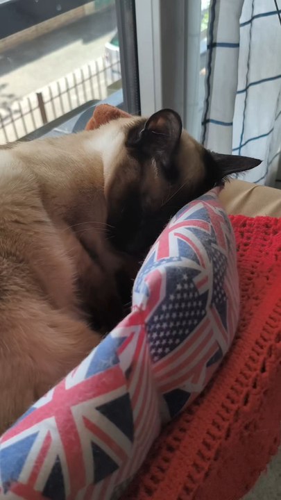 Venise adore dormir dans son panier américain 🇺🇸🐱#cat #catlover #sleep #siamesecat