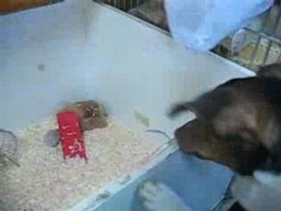 Lyrco et les hamsters