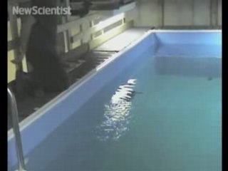 Hi-tech: pesci robot