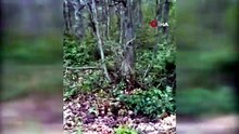 Aracın arkasında koşan ayı kameraya yansıdı
