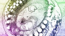 Why Do Octopuses 'Self-Destruct' After Mating?
