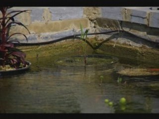 Petite grenouilles