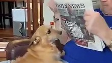 When you dog wants attention