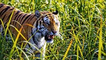 Powerful Tiger Leap! | Amazing Big Cat Action for Kids