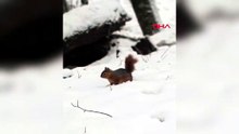 Masalsı kış manzarası! Sincaplar sahneye çıktı