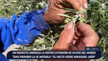 Un parásito amenaza la mayor extensión de olivos del mundo tras prohibir la UE matarlo: "El Pacto Verde arrasará Jaén"