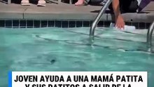 ¡Gran acción! Joven ayuda a patitos a salir de una alberca