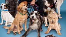 Dogs Behaving (Very) Badly - Season 8 - Episode 02