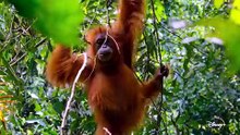Disneynature's Orangutan | Stream On Disney+ April 22