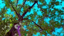 Maibaum, uma árvore para o seu amor