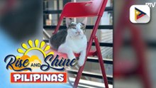 Wednesday Pet's Day | Chimping the adorable cat