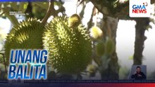 Epekto ng tagtuyot sa mga tanim na durian, ikinababahala ng ilang durian farmer | Unang Balita