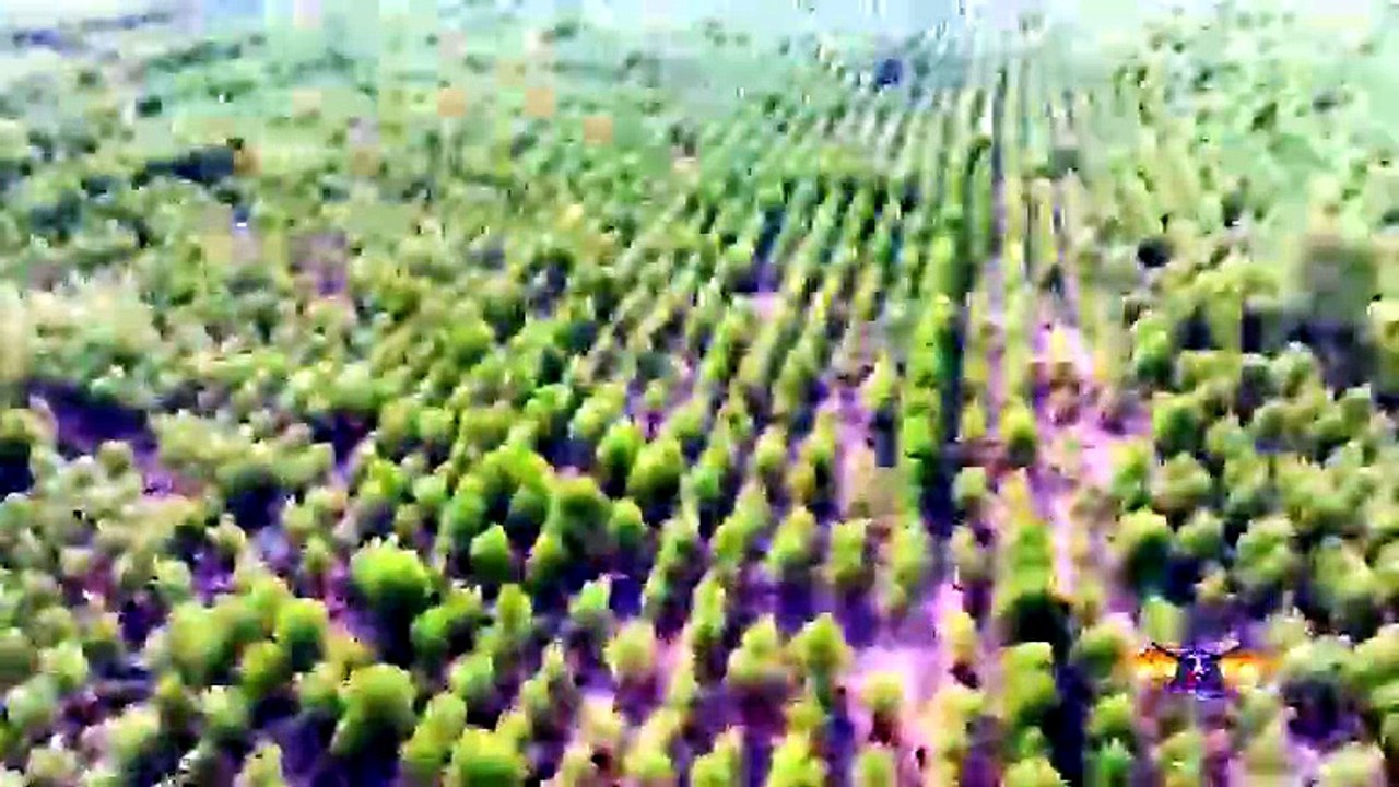 Fuerzas Armadas liderarán siembra de más de 100,000 árboles en jornada nacional por el Día Nacional del Árbol