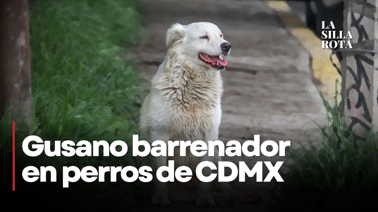 Confirman primer caso de gusano barrenador en perros de la Ciudad de México