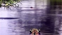 Wild Jaguar Swims Underwater to Ambush Caiman in Jungle River