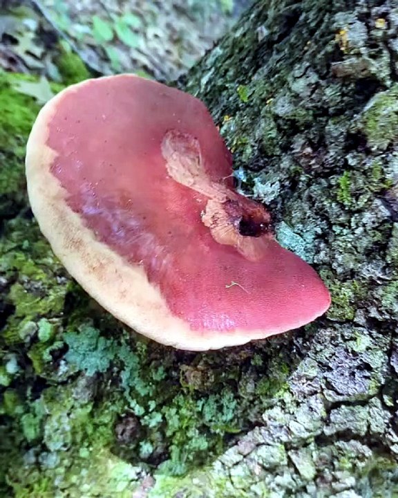 beefsteak fungus