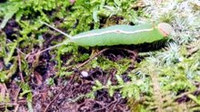 catapillar rave