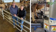 Cows milked by robots