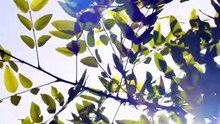野外露营，我发现校花帐篷里的秘密
