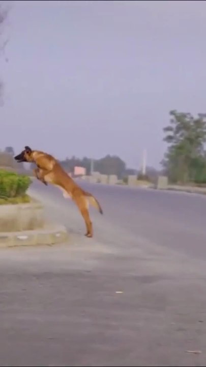 Funniest German Shepard dog 💪🐶🐾👇