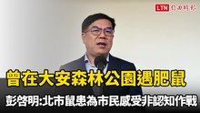 曾在大安森林公園遇肥鼠 彭啓明：北市鼠患為市民感受非認知作戰