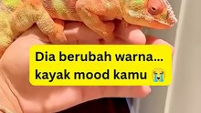 Adaptasi… atau perlahan menghilang_ 😳#bunglon #faktahewan #shorts #viral #funny #hewanunik #funfact