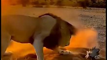 Watch and don't laugh 😂😹