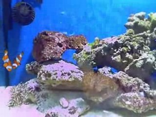 Recif 54l avec poisson clown