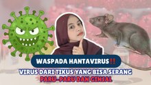 ​Waspada Hantavirus! Virus dari Tikus yang Bisa Serang Paru-Paru dan Ginjal-Tips Kesehatan