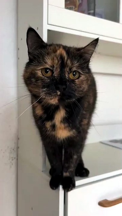 Meow Meow… What Is This Kitten Saying? 🥺🐾