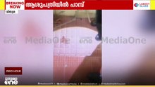 തിരുവനന്തപുരം വിതുര താലൂക്ക് ആശുപത്രിക്കുള്ളിൽ നിന്ന് അണലി കുഞ്ഞിനെ പിടികൂടി