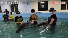 新北八里4虎鯨擱淺驚見「準媽媽」 檢傷無大礙下午將野放