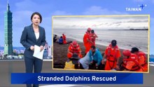Stranded Dolphins Rescued from Taiwan Beach