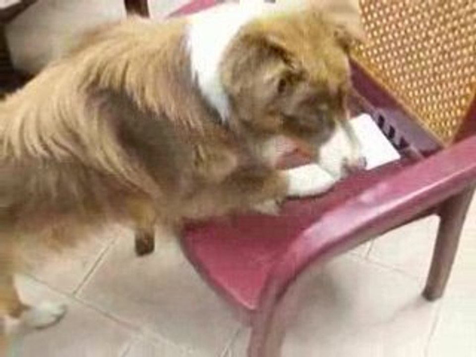 Le travail de la cible au clicker training