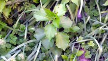 ホオヅキの花が咲き始めています