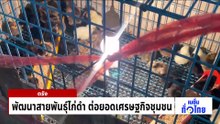 พัฒนาสายพันธุ์ไก่ดำ ต่อยอดเศรษฐกิจชุมชน | เนชั่นทั่วไทย | 06 พ.ค. 69 | PART 2