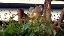 Dimple-like grooves in fossil lead scientists to identify new koala species