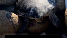 Passers-by help stranded sea turtle back into the sea