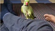 Parrot Mimics Hand Movements