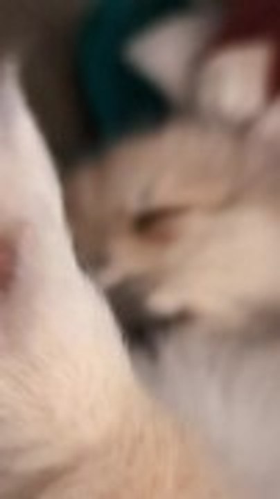 Sleeping Dog Keeps Licking as if She's Tasting Something
