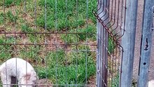 Cuatro detenidos en Asturias por pertenencia a grupo criminal y delito continuado contra los animales en un criadero