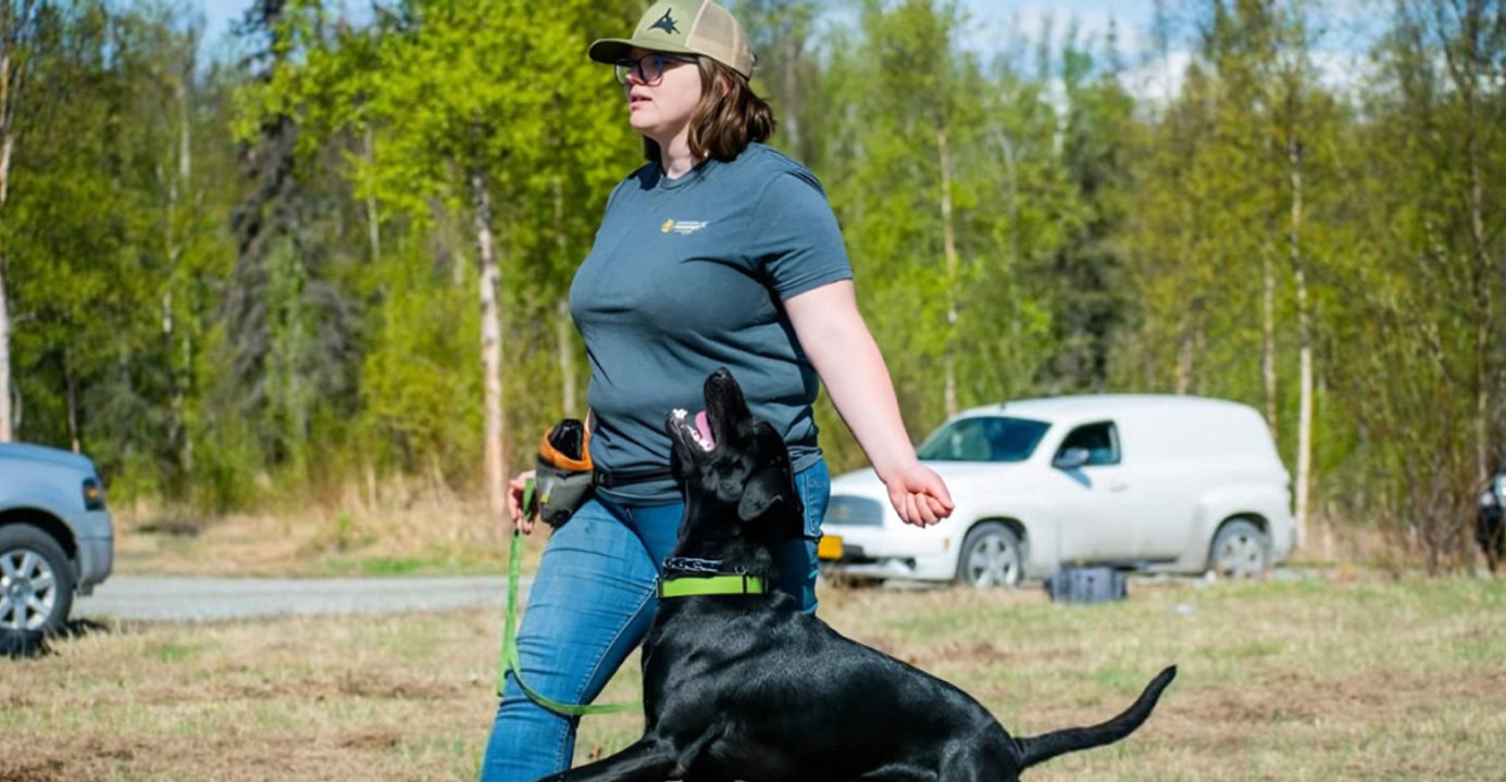 Top Well-Behaved Dog Breeds I Train With