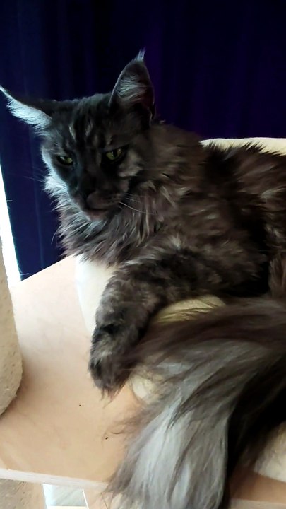 What have I done wrong? :) #cat #funnycats #catlover #mainecoon